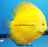 @BUY 5 GET 1 FREE@JUST DISCUS is the U.K s largest and best professional Discus breeder and our Discus are bred from world class and global show wining Discus.