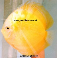 Discus fish for sale. Buy 5 get 3 free. Thousands in stock and the biggest selection in the U.K. Cheapest prices guaranteed.
