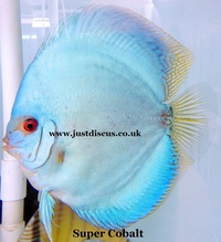 @BUY 5 GET 1 FREE@JUST DISCUS is the U.K s largest and best professional Discus breeder and our Discus are bred from world class and global show wining Discus.