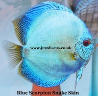 @BUY 5 GET 1 FREE@JUST DISCUS is the U.K s largest and best professional Discus breeder and our Discus are bred from world class and global show wining Discus.