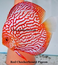 @BUY 5 GET 1 FREE@JUST DISCUS is the U.K s largest and best professional Discus breeder and our Discus are bred from world class and global show wining Discus.