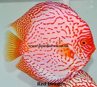 Discus fish for sale. Buy 5 get 3 free. Thousands in stock and the biggest selection in the U.K. Cheapest prices guaranteed.
