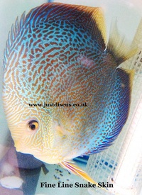 @BUY 5 GET 1 FREE@JUST DISCUS is the U.K s largest and best professional Discus breeder and our Discus are bred from world class and global show wining Discus.