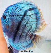 @BUY 5 GET 1 FREE@JUST DISCUS is the U.K s largest and best professional Discus breeder and our Discus are bred from world class and global show wining Discus.