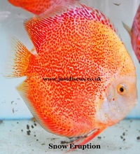 Discus fish for sale. Buy 5 get 3 free. Thousands in stock and the biggest selection in the U.K. Cheapest prices guaranteed.