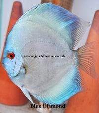 @BUY 5 GET 1 FREE@JUST DISCUS is the U.K s largest and best professional Discus breeder and our Discus are bred from world class and global show wining Discus.