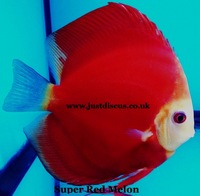 @BUY 5 GET 1 FREE@JUST DISCUS is the U.K s largest and best professional Discus breeder and our Discus are bred from world class and global show wining Discus.