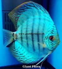 @BUY 5 GET 1 FREE@JUST DISCUS is the U.K s largest and best professional Discus breeder and our Discus are bred from world class and global show wining Discus.