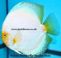 Discus fish for sale. Buy 5 get 3 free. Thousands in stock and the biggest selection in the U.K. Cheapest prices guaranteed.