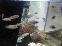 MALAWI JUVENILES AND FRY FOR SALE
