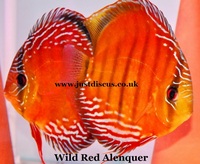 @BUY 5 GET 1 FREE@JUST DISCUS is the U.K s largest and best professional Discus breeder and our Discus are bred from world class and global show wining Discus.
