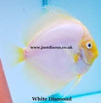 @BUY 5 GET 1 FREE@JUST DISCUS is the U.K s largest and best professional Discus breeder and our Discus are bred from world class and global show wining Discus.