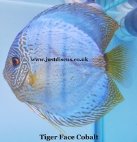 @BUY 5 GET 1 FREE@JUST DISCUS is the U.K s largest and best professional Discus breeder and our Discus are bred from world class and global show wining Discus.