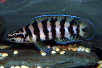 CICHLID CITY - some important news !!