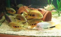 CICHLID CITY - some important news !!