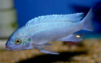 CICHLID CITY - some important news !!