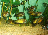CICHLID CITY - some important news !!