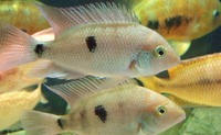 CICHLID CITY - some important news !!