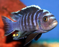 CICHLID CITY - some important news !!