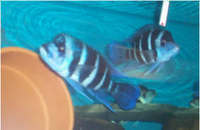 CICHLID CITY - some important news !!