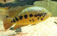 CICHLID CITY - some important news !!