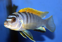 CICHLID CITY - some important news !!
