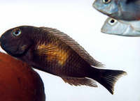 CICHLID CITY - some important news !!