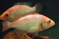 CICHLID CITY - some important news !!