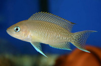 CICHLID CITY - some important news !!