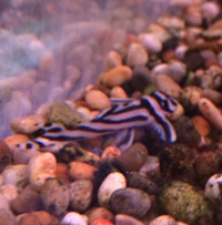 Zebra Pleco L046 in Stock NOW ONLY £99