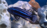 Top Quality Malawi Cichlids and Victorian Cichlids F1, F2 for sale