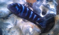 Top Quality Malawi Cichlids and Victorian Cichlids F1, F2 for sale