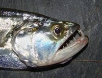 Large fish soon to be wanted (for my tank)