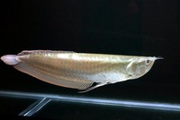 Large fish soon to be wanted (for my tank)