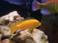 Top Quality Malawi Cichlids and Victorian Cichlids F1, F2 for sale