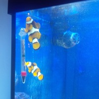 Juwel 120 lido tank