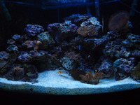Custom LED light arrays