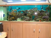 Large (6ft) custom built tank, sump, cabinet and lights (empty)