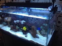 Marine saltwater marine tank set up