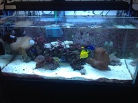 Marine saltwater marine tank set up