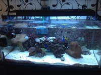 Marine saltwater marine tank set up