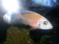 Top Quality Malawi Cichlids and Victorian Cichlids F1, F2 for sale