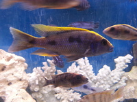 Top Quality Malawi Cichlids and Victorian Cichlids F1, F2 for sale
