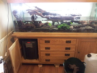 (TAKING NO MORE ORDERS TILL MAY-JUNE) South American Imports @ (Catfish Aquatics) £18 APC Next Day By 10.AM (FULL 24H DOA POLICY)