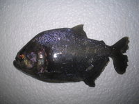 Rare Bolivian Serrasalmus Rhombeus Piranha arriving soon!!!!
