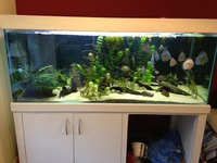 5ft x 2ft x 2ft aquarium for sale in Horsham