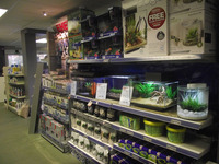 Bradshaws Direct - York: Freshwater Tropical and Coldwater Community Fish