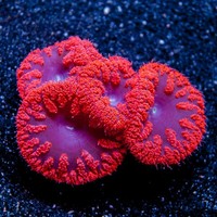 Marine Corals and Marine Fish Live Rock