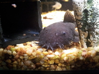(TAKING NO MORE ORDERS TILL MAY-JUNE) South American Imports @ (Catfish Aquatics) £18 APC Next Day By 10.AM (FULL 24H DOA POLICY)