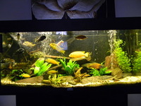 Full African Cichlid Tank Seup